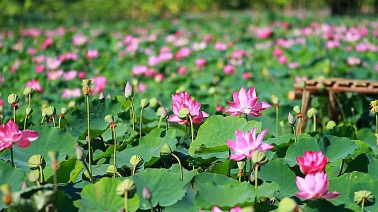 Thuê Xe Đi Đồng Tháp Từ TPHCM: Khám phá xứ sở Sen hồng miền Tây