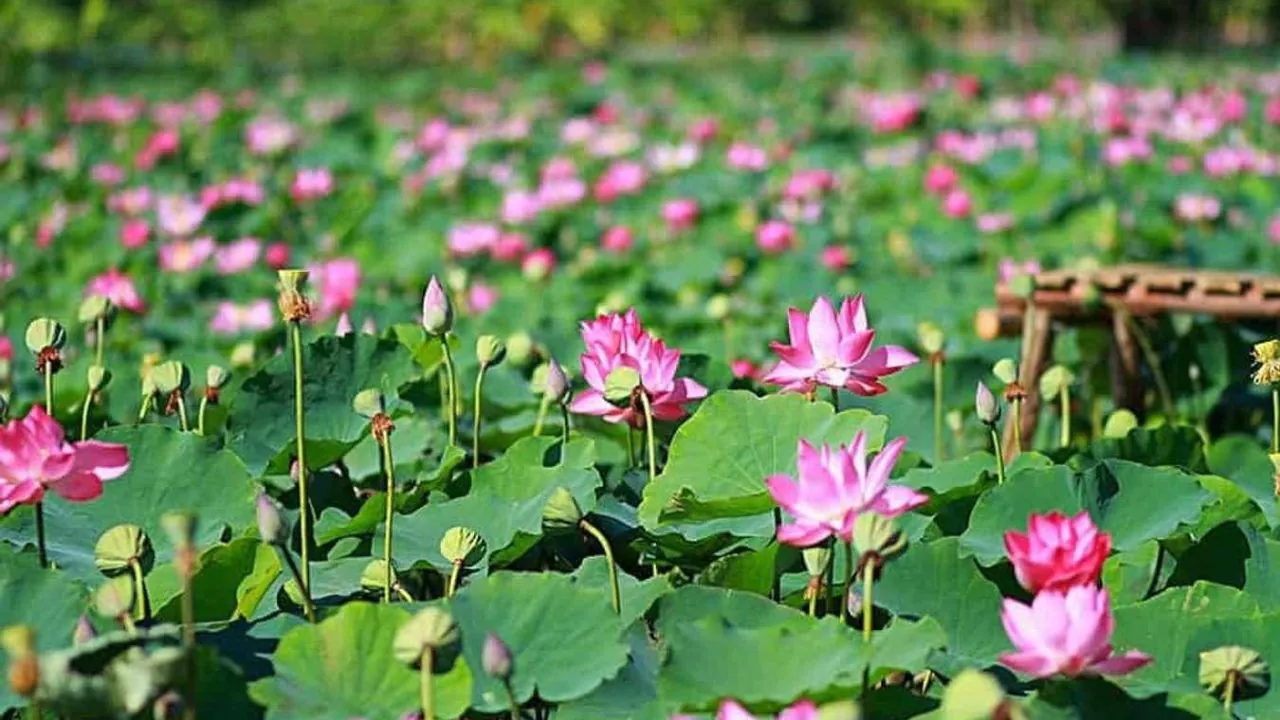 Thuê Xe Đi Đồng Tháp Từ TPHCM: Khám phá xứ sở Sen hồng miền Tây